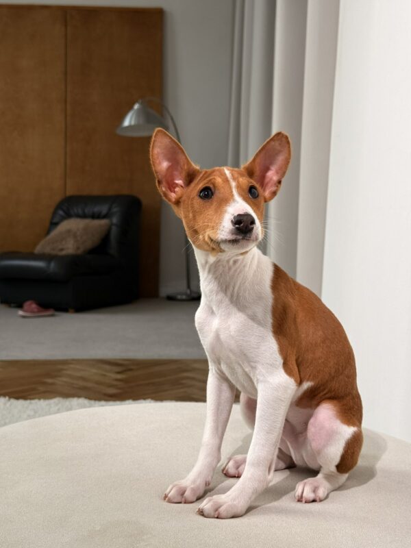 Buckson Basenji Buckson Basenji