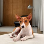 Buckson-male-basenji-puppy-for-sale-1 (5)