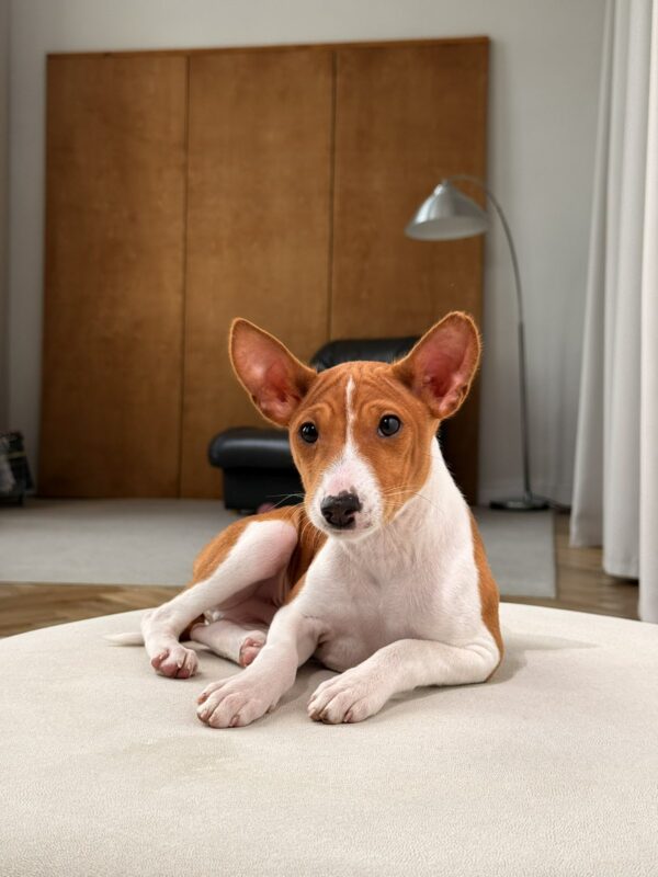Buckson Basenji Buckson Basenji