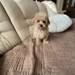 Bumba-female-maltipoo-puppy-for-sale-1 (1)