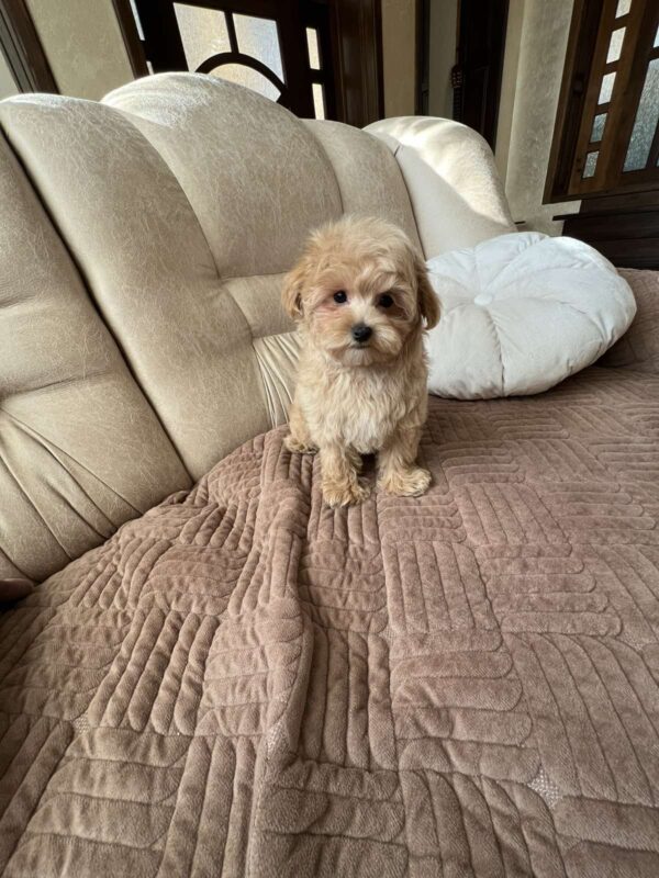 Bumba Maltipoo Bumba Maltipoo