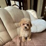 Bumba-female-maltipoo-puppy-for-sale-1 (1)(1)