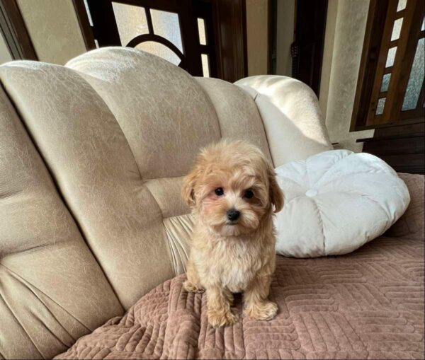 Bumba Maltipoo Bumba Maltipoo