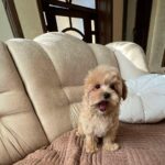 Bumba-female-maltipoo-puppy-for-sale-1 (2)(1)