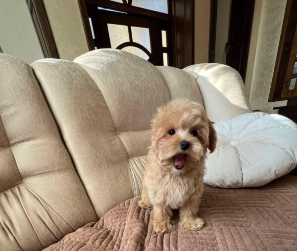 Bumba Maltipoo Bumba Maltipoo