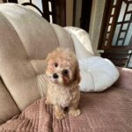 Bumba-female-maltipoo-puppy-for-sale-1 (3)(1)
