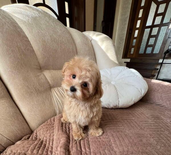 Bumba Maltipoo Bumba Maltipoo