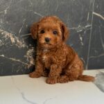 Camellia-female-maltipoo-puppy-for-sale-1 (1)