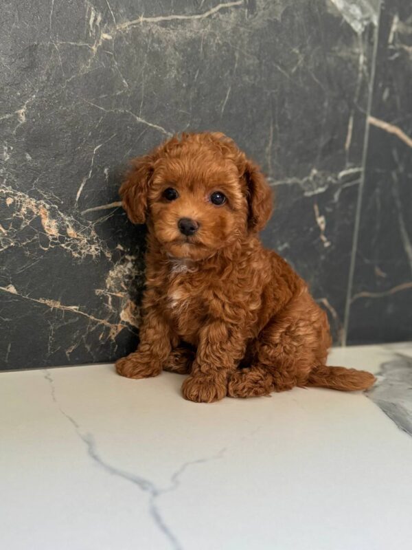 Camellia Maltipoo Camellia Maltipoo