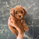 Camellia-female-maltipoo-puppy-for-sale-1 (2)