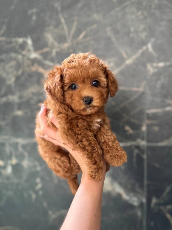 Camellia Maltipoo Camellia Maltipoo