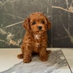Camellia-female-maltipoo-puppy-for-sale-1 (3)