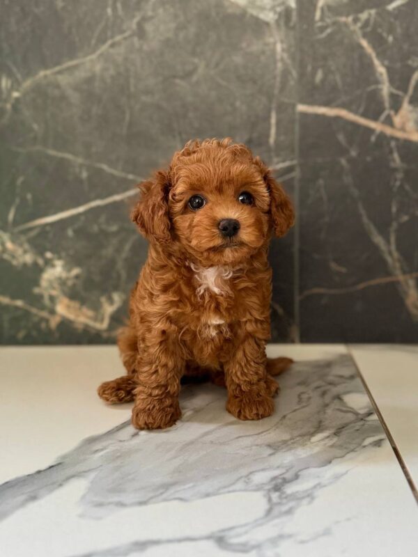 Camellia Maltipoo Camellia Maltipoo