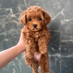 Camellia-female-maltipoo-puppy-for-sale-1 (4)