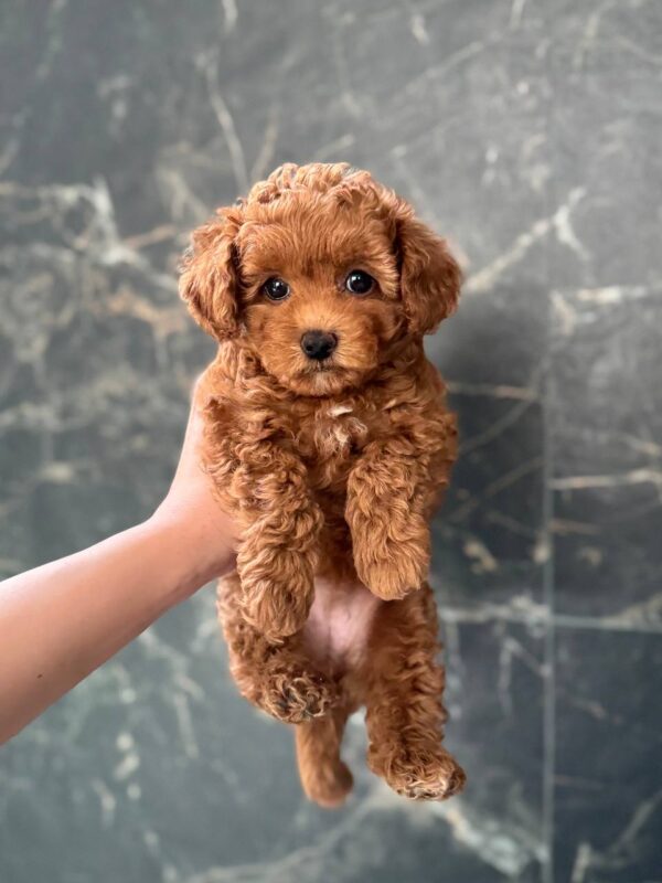 Camellia Maltipoo Camellia Maltipoo