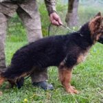 Campus-male-German-shepherd-puppy-for-sale-1 (2)