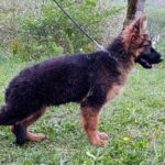 Campus-male-German-shepherd-puppy-for-sale-1 (3)