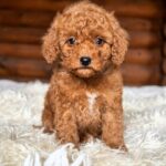 Cardys-male-Toy-Poodle-puppy-for-sale-1