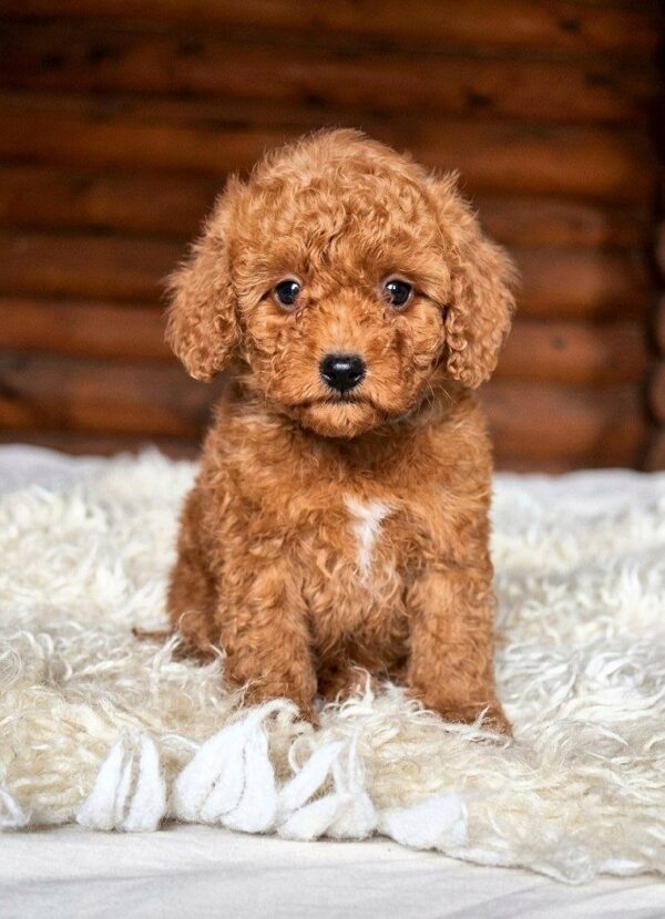 Cardys Toy Poodle Cardys Toy Poodle