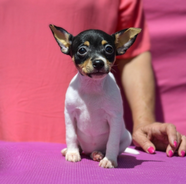 Celestia American toy fox terrier Celestia American toy fox terrier