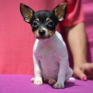 Celestia American toy fox terrier