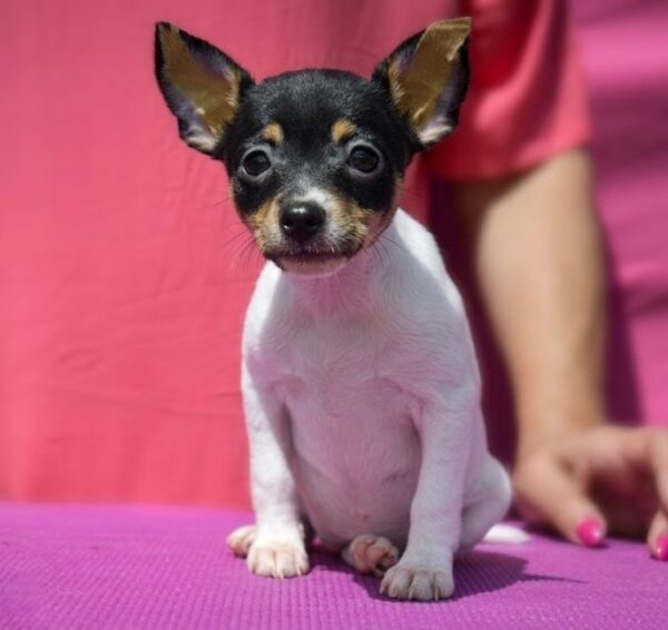 Celestia American toy fox terrier Celestia American toy fox terrier