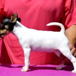 Celestia-female-Toy-Fox-Terrier-puppy-for-sale-3