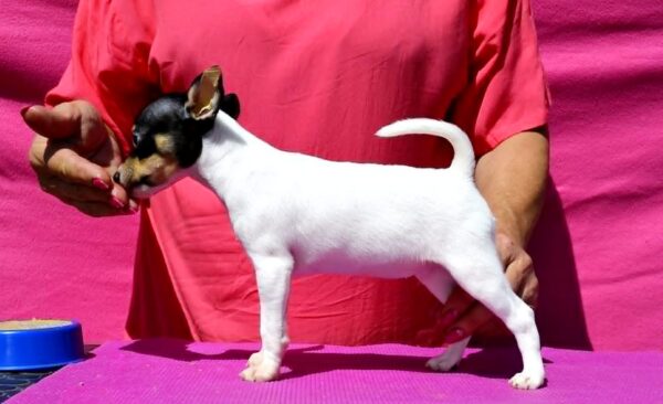 Celestia American toy fox terrier Celestia American toy fox terrier