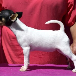 Celestia American toy fox terrier