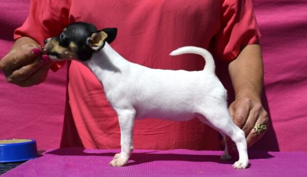 Celestia American toy fox terrier Celestia American toy fox terrier