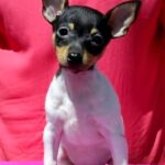 Celine-female-Toy-Fox-Terrier-puppy-for-sale-1
