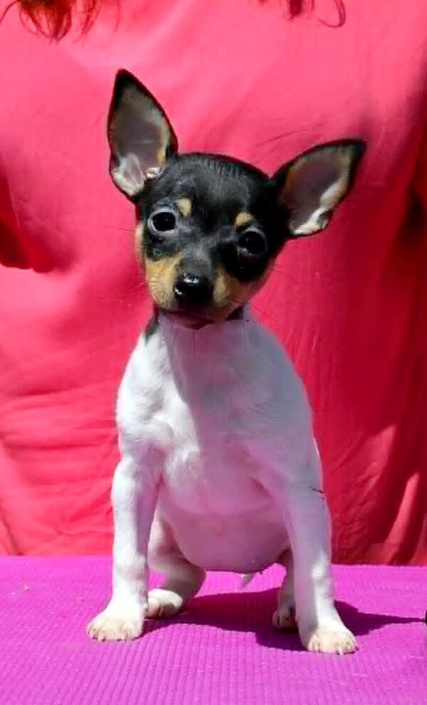 Celine American toy fox terrier Celine American toy fox terrier