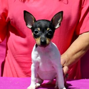 Celine American toy fox terrier