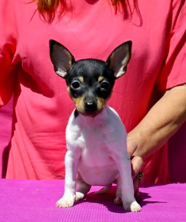 Celine American toy fox terrier Celine American toy fox terrier