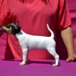 Celine-female-Toy-Fox-Terrier-puppy-for-sale-3