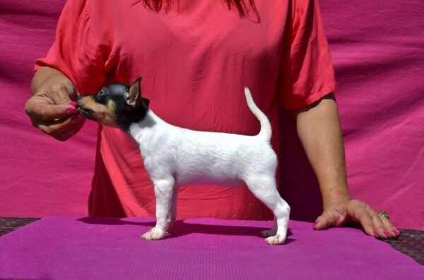 Celine American toy fox terrier Celine American toy fox terrier