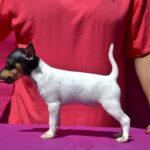 Celine-female-Toy-Fox-Terrier-puppy-for-sale-4