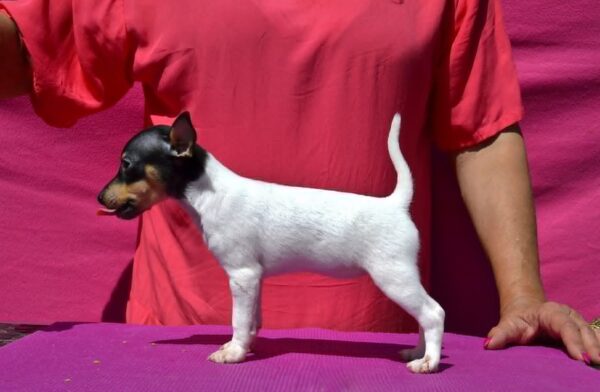 Celine American toy fox terrier Celine American toy fox terrier