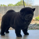 Certero-female-chow-chow-puppy-for-sale-1 (1)