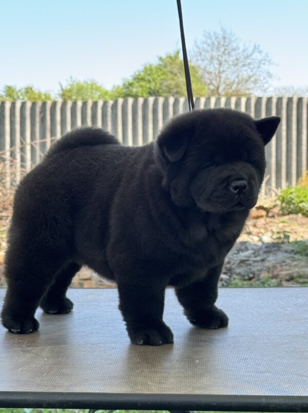 Certero Chow-Chow Certero Chow-Chow
