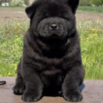 Certero-female-chow-chow-puppy-for-sale-1 (2)