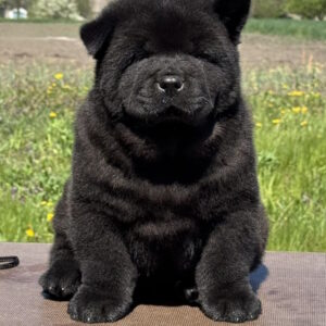 Certero Chow-Chow Certero Chow-Chow