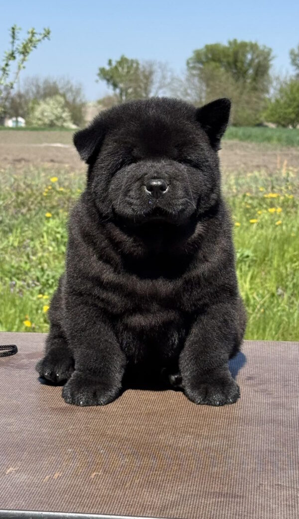 Certero Chow-Chow Certero Chow-Chow
