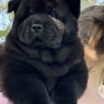 Certero-female-chow-chow-puppy-for-sale-1 (3)