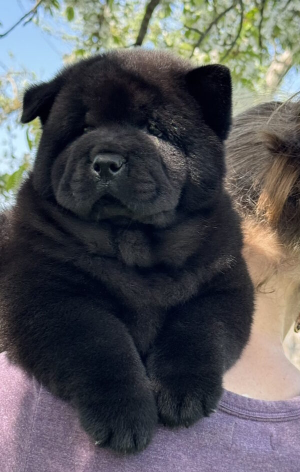 Certero Chow-Chow Certero Chow-Chow