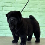 Certero-female-chow-chow-puppy-for-sale-1 (4)
