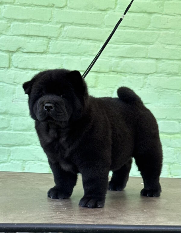 Certero Chow-Chow Certero Chow-Chow