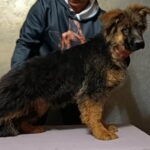 Chester-male-German-shepherd-puppy-for-sale-1 (1)