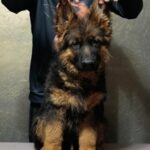 Chester-male-German-shepherd-puppy-for-sale-1 (2)