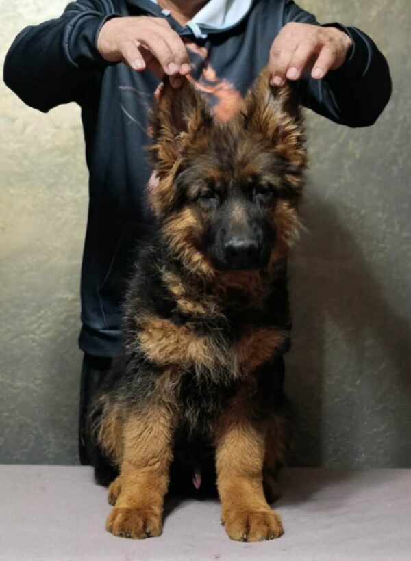 Chester German Shepherd Chester German Shepherd